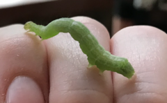 Lepidoptera