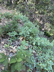 Ceanothus diversifolius