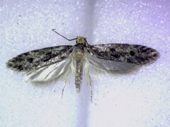 Niditinea orleansella