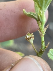 Ceanothus diversifolius