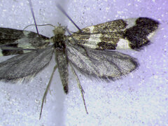 Lampronia capitella