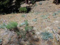 Calochortus invenustus