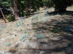 Calochortus invenustus