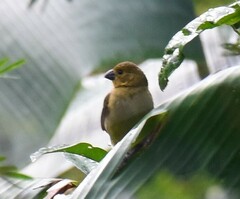 Sporophila corvina