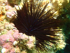 Centrostephanus coronatus