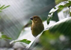 Sporophila corvina