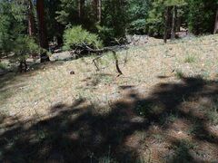 Calochortus invenustus