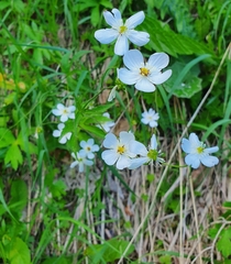 Ranunculus platanifolius