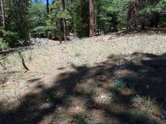 Calochortus invenustus