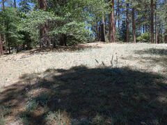 Calochortus invenustus