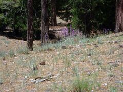 Calochortus invenustus