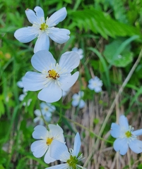 Ranunculus platanifolius
