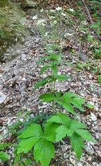 Ranunculus platanifolius