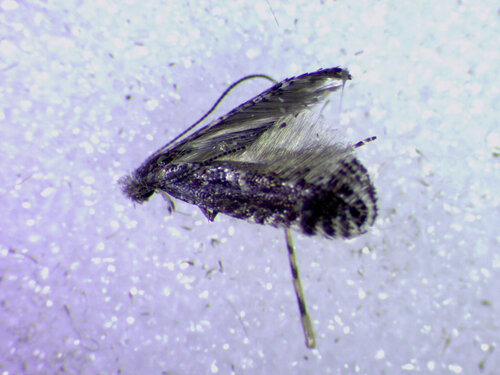 Black Birch Leafminer