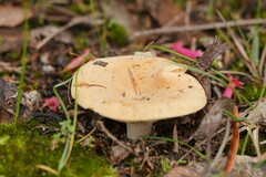 Lactifluus clarkeae
