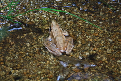 Rana japonica