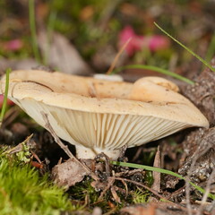 Lactifluus clarkeae