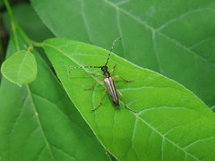 Analeptura