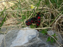 Zygaena anthyllidis
