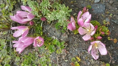 Gentianella cerastioides