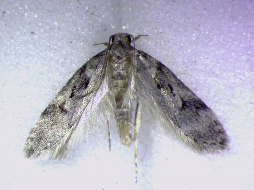 Chionodes terminimaculella