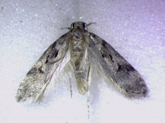 Chionodes terminimaculella