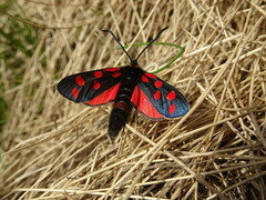 Zygaena anthyllidis