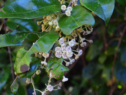 Palmeria scandens F.Muell.