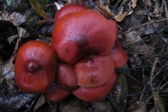 Cortinarius kula