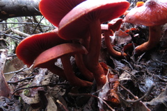 Cortinarius kula