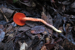 Cortinarius kula
