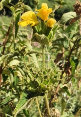 Phlomis viscosa