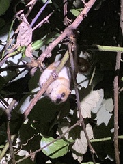 Microcebus lehilahytsara