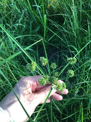 Cyperus entrerianus
