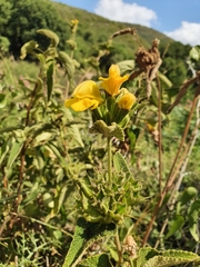Phlomis viscosa
