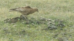 Daptrius carunculatus