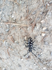 Anoplophora macularia