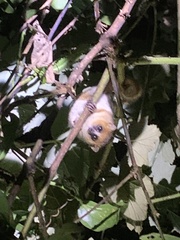 Microcebus lehilahytsara