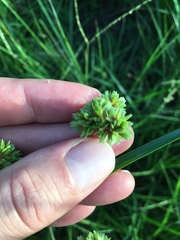 Cyperus entrerianus