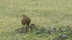 Daptrius carunculatus