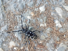 Anoplophora macularia