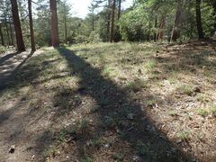 Calochortus invenustus