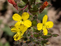 Camissoniopsis hirtella