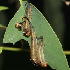 Lophyrotoma interrupta