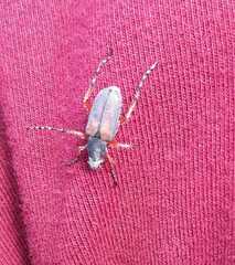 Macrodactylus mexicanus