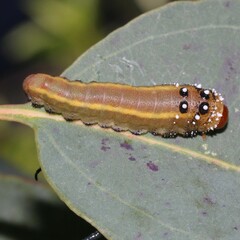 Lophyrotoma interrupta