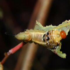 Lophyrotoma interrupta