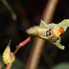 Lophyrotoma interrupta