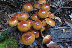 Pholiota malicola