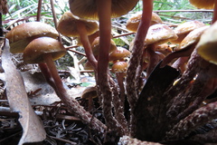 Pholiota malicola